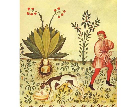 Záhadný tvar kořene i její tajemné vlastnosti z rostliny udělaly jednu z nejtajemnějších v historii.