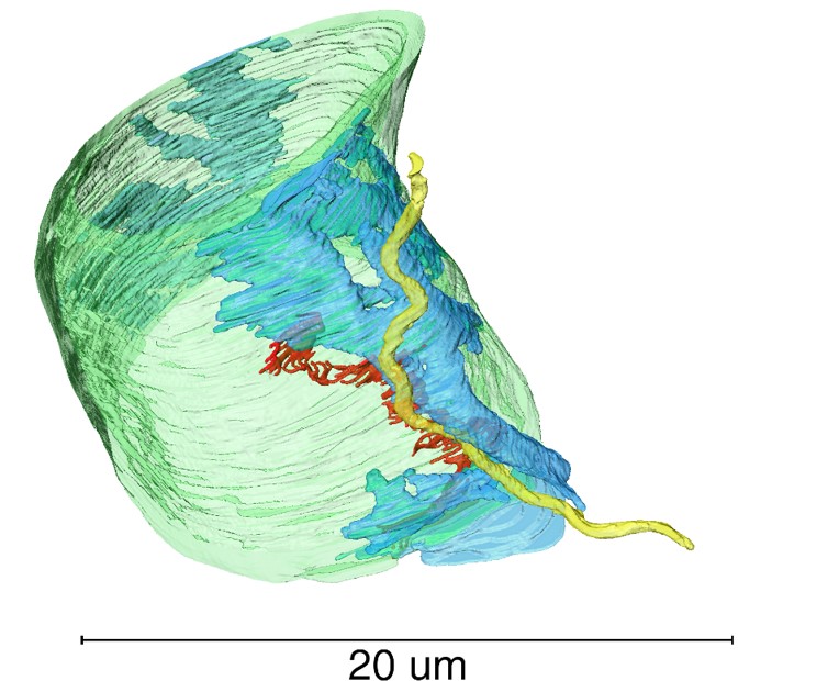 Vizualizace borelie (žlutá) v kontaktu s pericytem (modrý), který je na endoteliální buňce (zelená). Vypadá to, že se borelie snaží dostat mezi pericyt a endoteliální buňku a narušit jejich kontakt.