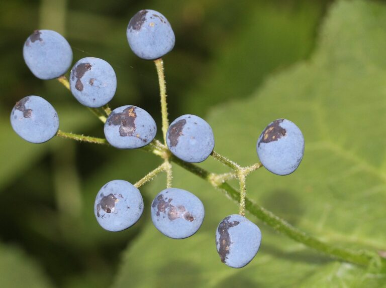 Po odkvětu dozrávají tyto plody. Rostlina je využívána v asijské lidové medicíně.
