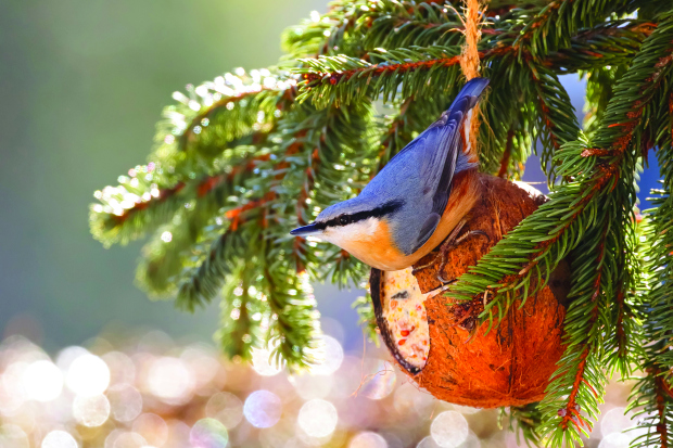 Brhlík leze do krmítka často hlavou dolů.