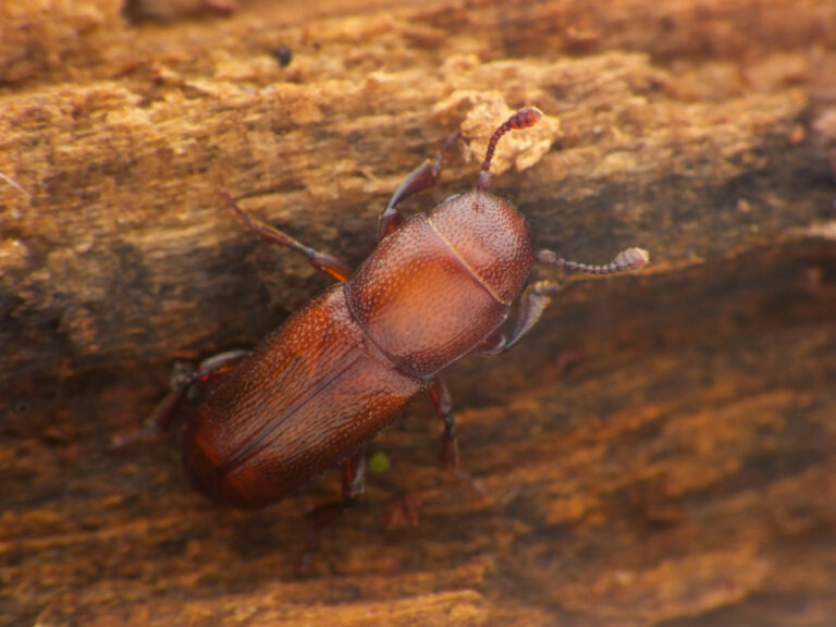 Lesknáček dubový (živý), foto: Tamás Németh