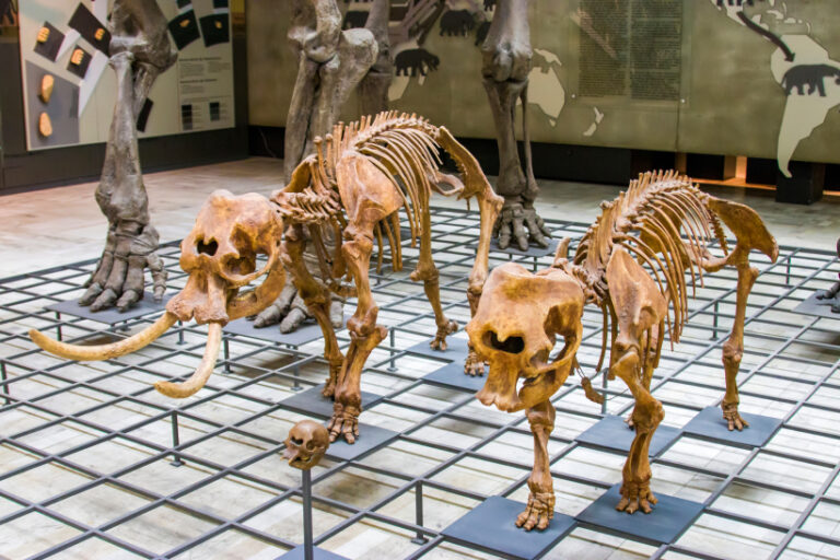 Poslední palaeoloxodoni žili na středomořských ostrovech. Ovšem v trpasličí formě.