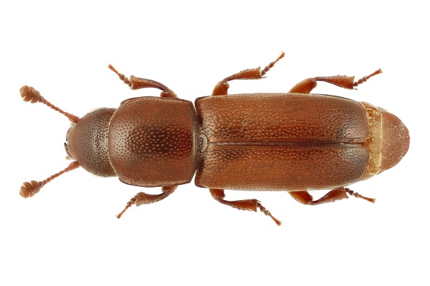 Lesknáček dubový (preparovaný kus ze Soutoku), foto: Tomáš Sitek