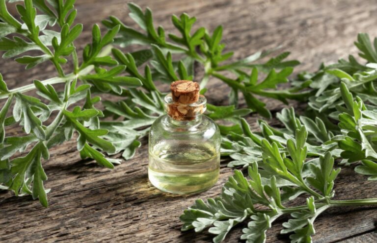 Pelyněk pravý se používá jako čaj, koření k masu i jako vykuřovadlo.