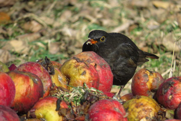 Kosovi se zavděčíte jablkem.