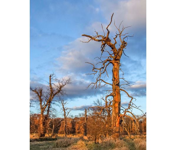 Solitérní duby v chráněné krajinné oblasti Soutok jsou domovem mnoha ohrožených druhů (na výšku). Foto: David Hauck