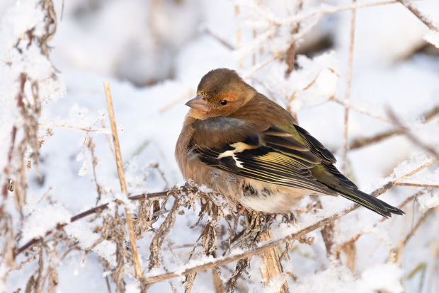 Pěnkava si pochutná na semínkách.