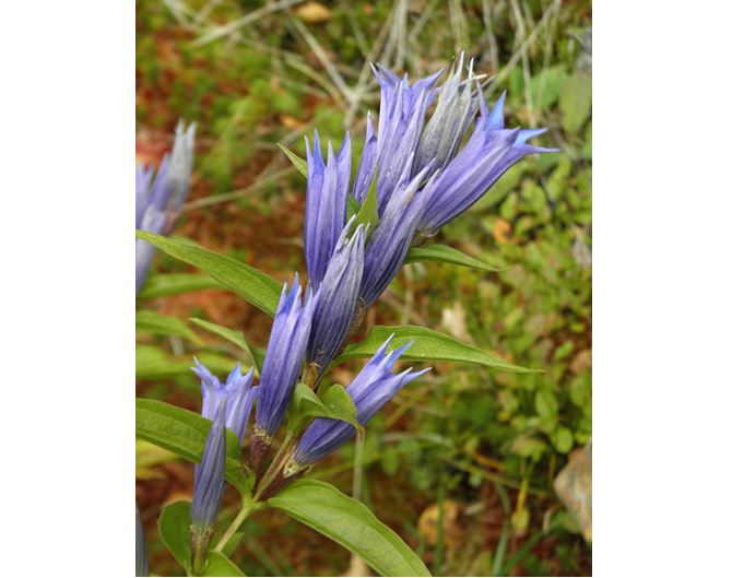 Hořeček mnohotvarý český, foto: Jan Moravec