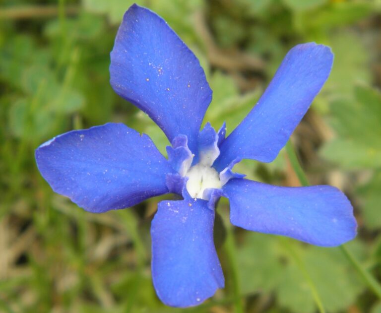 Hořec tolitovitý, foto: Jan Moravec