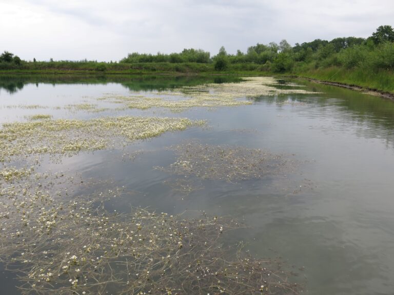 Smíšená populace lakušníků v Hulínské pískovně na Kroměřížsku.
