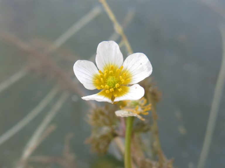 Detail květu Ranunculus ×limnophilus.