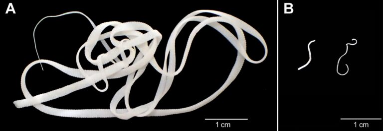 Tasemnice krysí Hymenolepis diminuta je v dobré kondici, pokud je ve stravě velký podíl vlákniny (A). Při dietě chudé na vlákninu zůstává tasemnice několikanásobně menší a přechází do úsporného režimu připomínajícího hibernaci (B). Foto: BC AV ČR