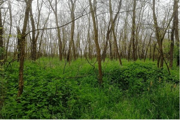 Podrost akátin je chudý, přežívají tu hlavně rostliny jako kopřiva nebo svízel, které snesou nadbytek živin (Autor: Zuzana CHlumská).