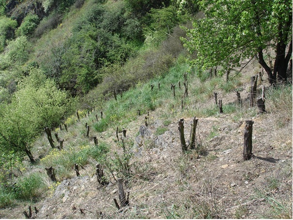 Pohled na akátinu po ošetření a odstranění stromů (Autor: Jiří Rom).