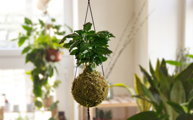 Nádhernou atmosféru vykouzlí i kokedamy.