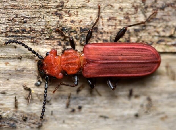 Lesák rumělkový (Cucujus cinnaberinus) žije pod kůrou a je jedním z nemnoha brouků, kterým se v akátinách vysloveně líbí. Vyhovuje mu zde především dostatek mrtvého dřeva. (Autor: David Hauck)