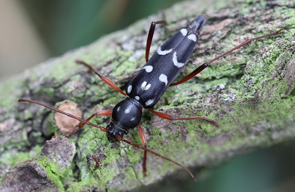 Larvy vzácného tesaříka Isotomus speciosus se živí dřevem suchých listnatých stromů. Akát, navzdory svému exotickému původu, jim vysloveně chutná (Autor: Daniel Rydzi).