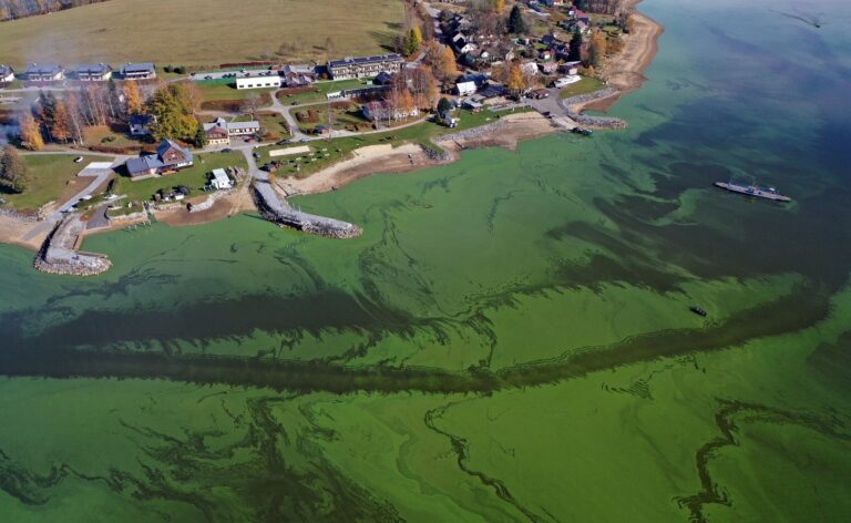 Sinice na Lipně. Vodní květ u Dolní Vltavice ve střední části lipenské nádrže na začátku listopadu loňského roku (1. 11. 2025). Foto: Petr Znachor, BC AV ČR
