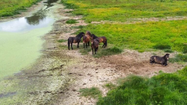 Exmoorský pony na lokalitě Josefovské louky. Foto: Vojtěch Lukáš.
