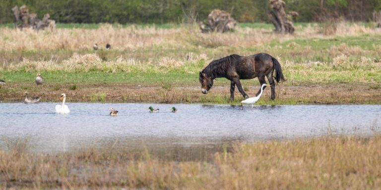 Exmoorský pony na lokalitě Josefovské louky. Foto: Vojtěch Lukáš.