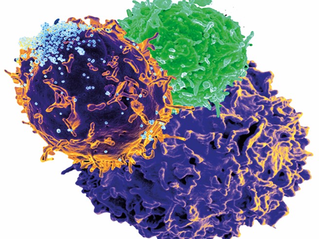Proteiny odvozené od endogenních retrovirů chrání hostitele před retrovirovou infekcí z vnějšího prostředí.