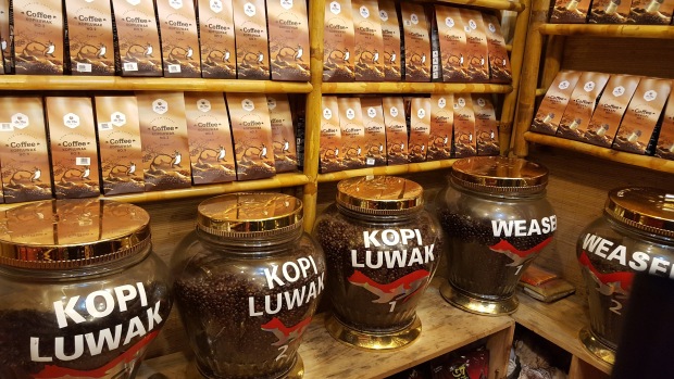 Kopi luwak je žádaným nápojem. Fajnšmekři jsou za něj ochotní zaplatit horentní sumy.
