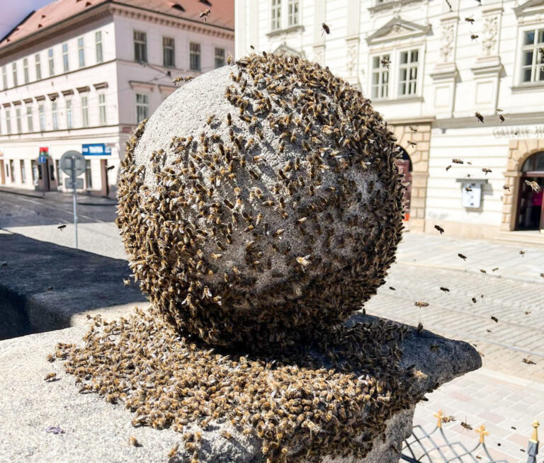 Jediná dělnice za svůj život vyrobí přibližně jednu čajovou lžičku medu. Její skutečný význam ale spočívá především v opylování tisíců květů.