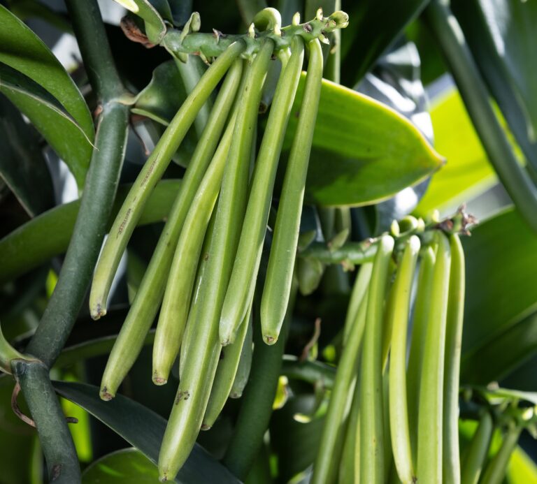 Při pohledu na tyto vanilkové lusky na plantáži je zřejmé, že brzy nastane čas sklizně.