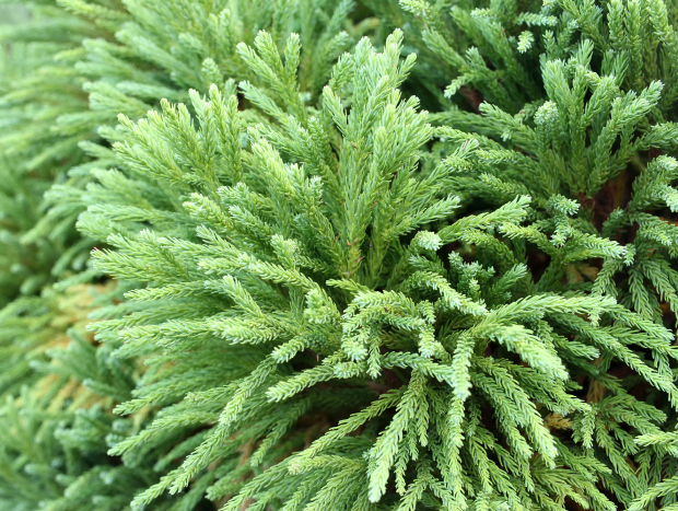 Pořídit si můžete i národní strom Japonska – kryptomérii japonskou (cryptomeria japonica)