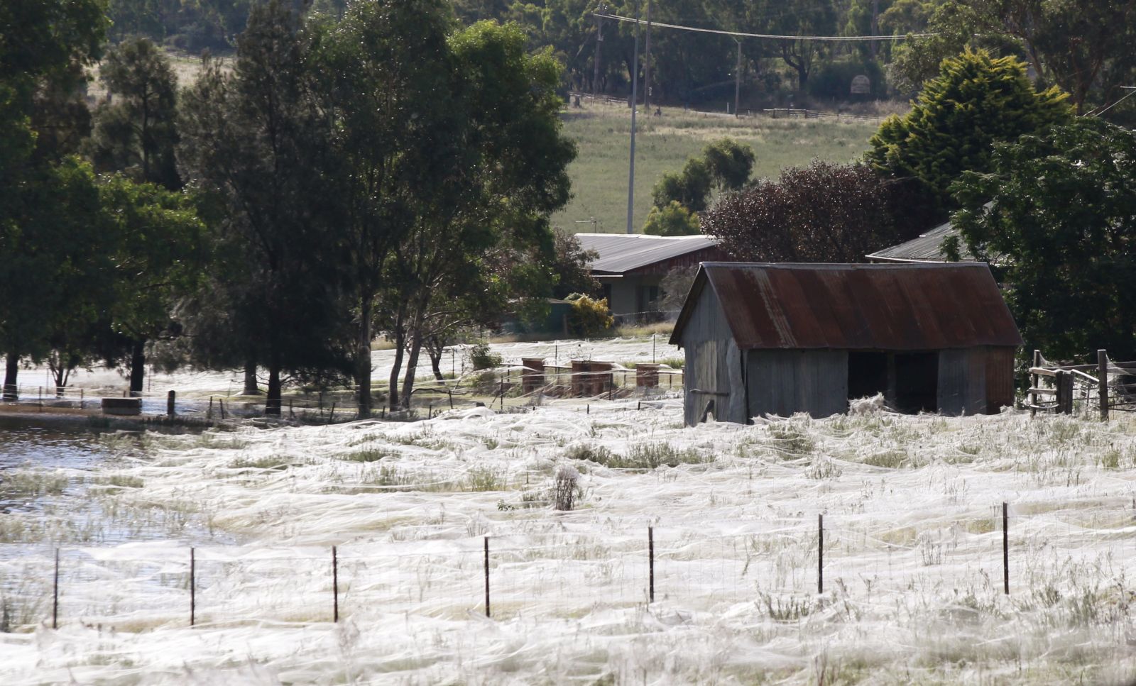A house is surrounded by spiderwebs next to flood waters in Wagga Wagga