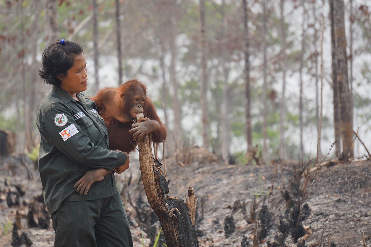 Orangutani jsou kriticky ohroženým druhem