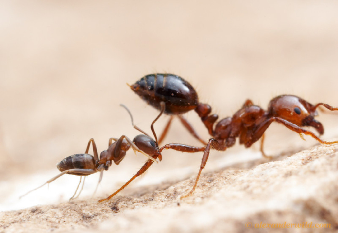 Argentinský mravenec patří k nejagresivnějším druhům, který bez milosti vyhlazuje ostatní kolonie.