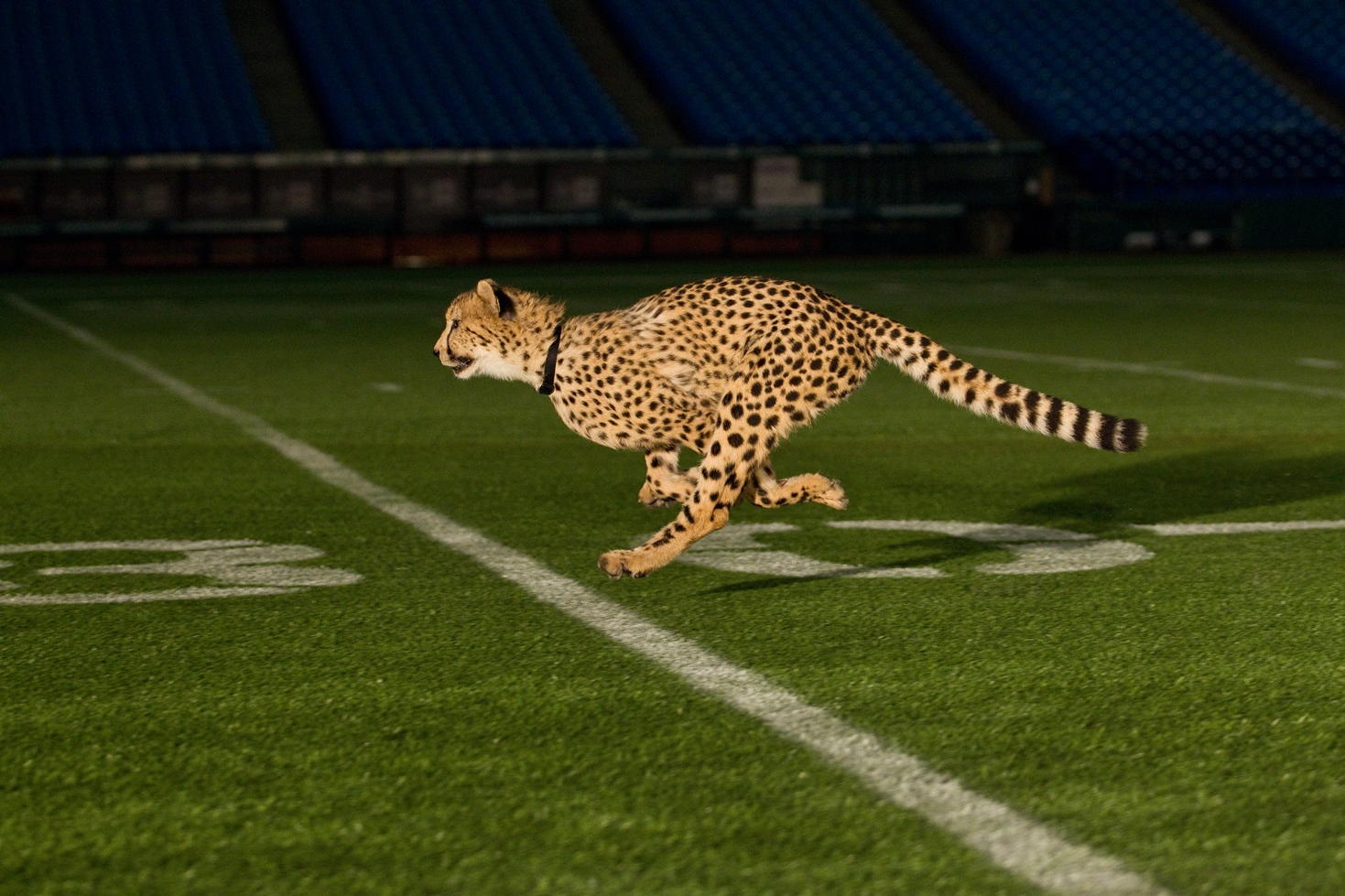 Analýza běhu obou zvířat ukázala, že kroky běžícího geparda jsou při stejné rychlosti o něco delší než u anglického chrta a také se odráží větší silou.