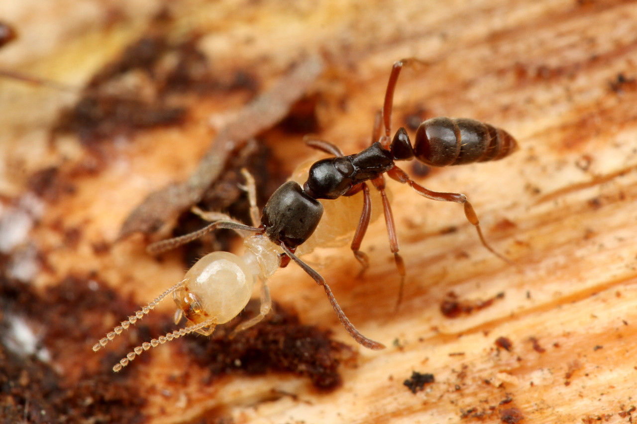 Konkurentem argentinského mravence by se mohl stát bodavý druh z Asie. Ten by mohl jeho šíření zastavit.