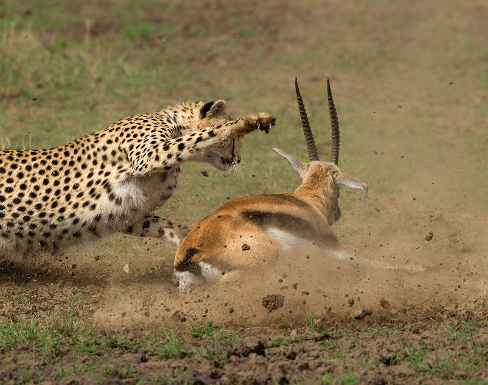 Gepardi odchovaní v zajetí jsou znatelně pomalejší, než jejich divocí příbuzní. Chybí jim totiž trénink při opravdovém lovu.