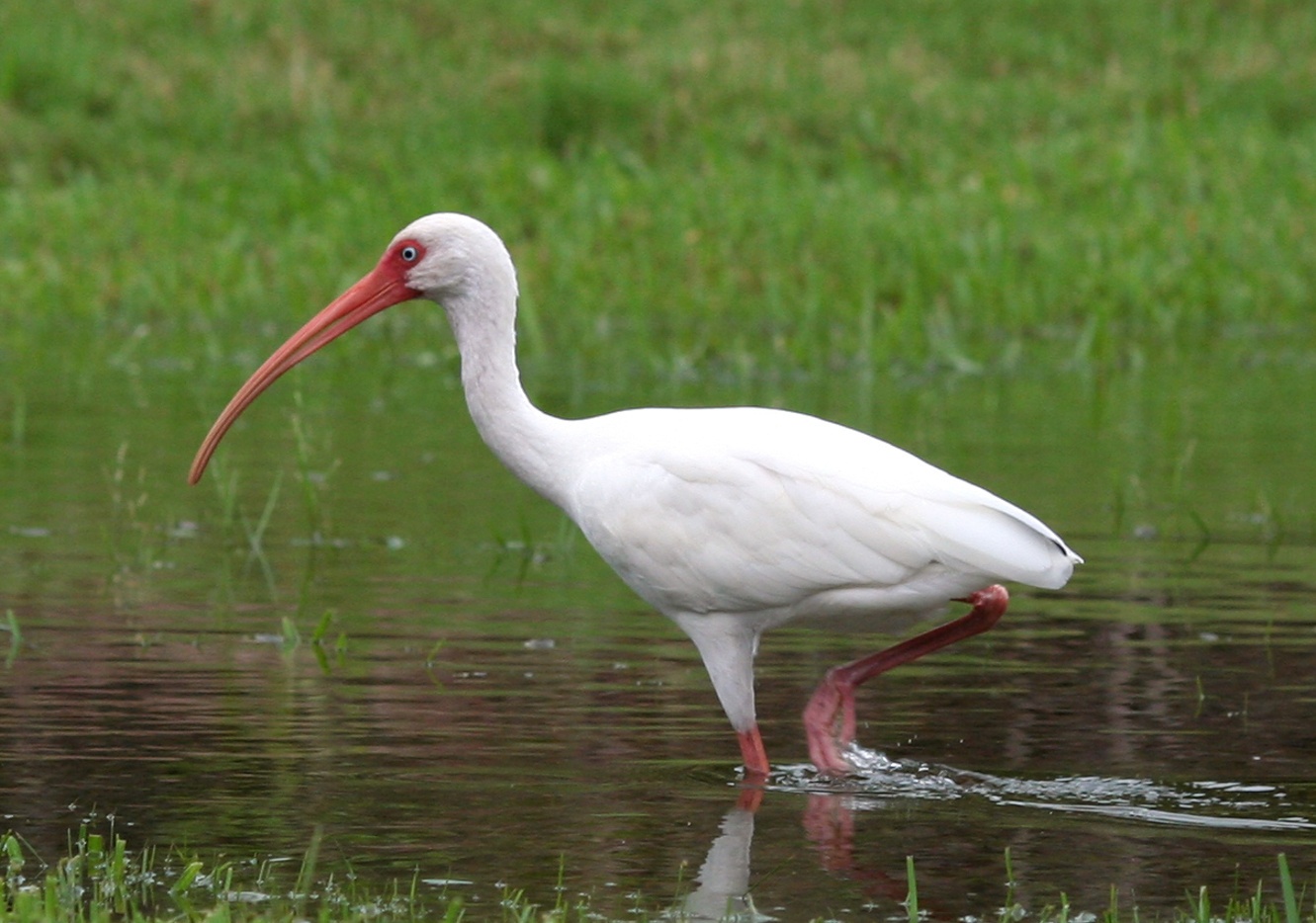 Obr. 2 ibis