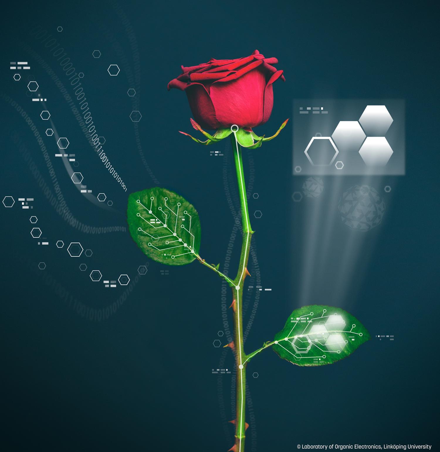 Obr. 3 – elektronická růže