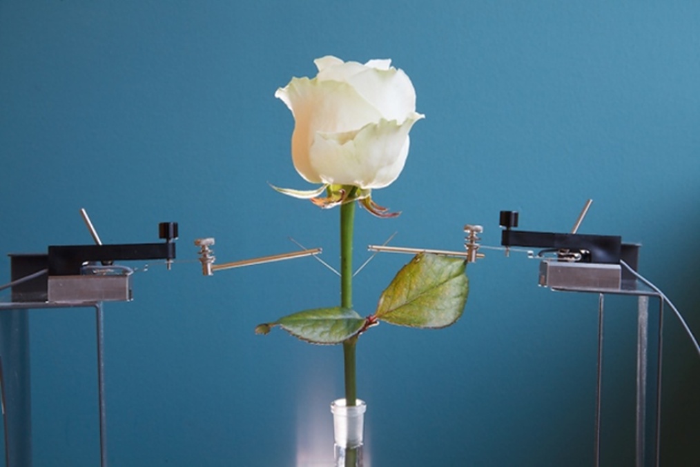 Obr. 4 – elektronická růže