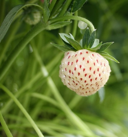 The pineberry first appeared in the 1750s in Europe, as a cross between an American wild strawberry and a Chilean strawberry.