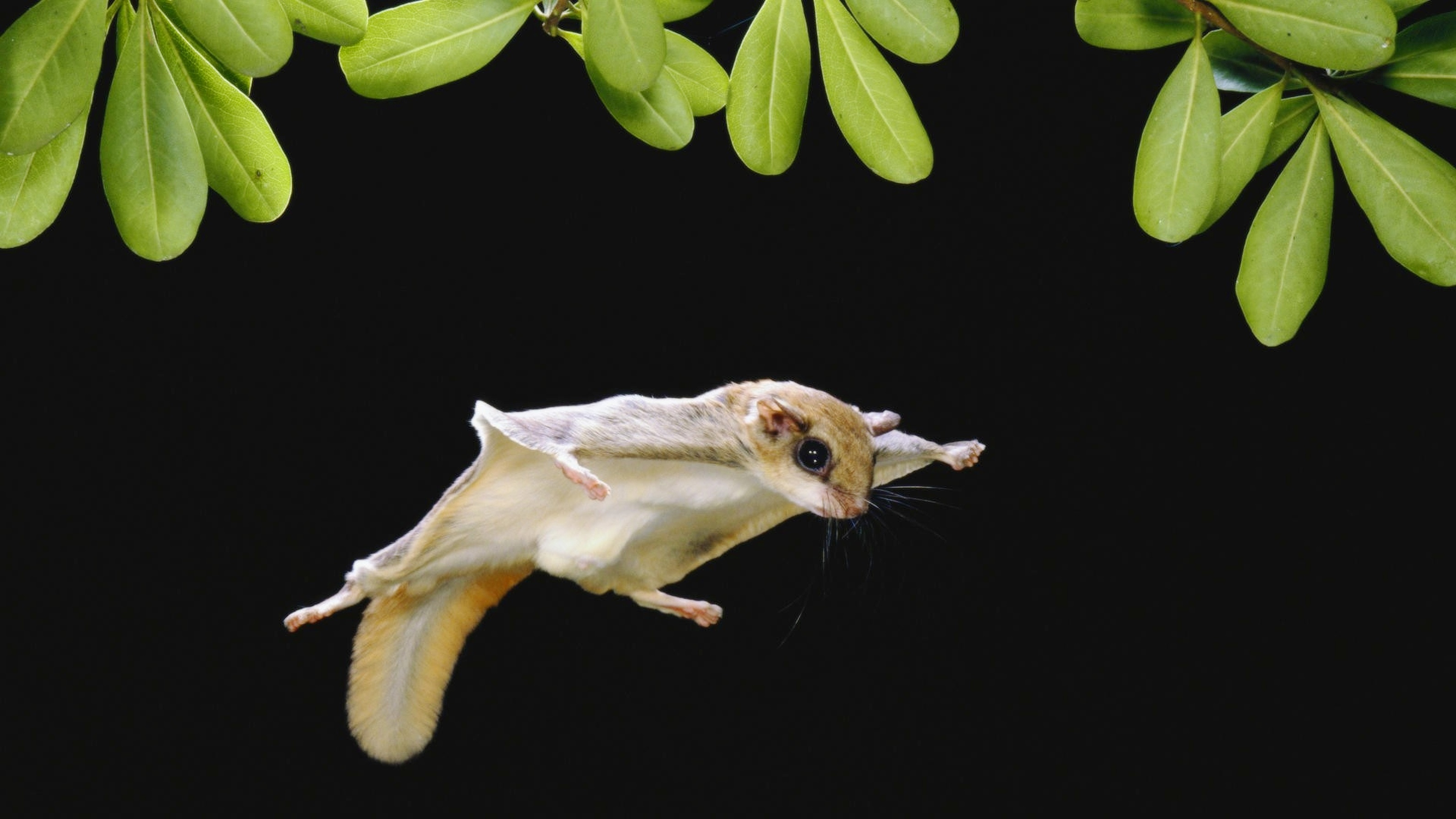 природа животное летучая мышь загрузить